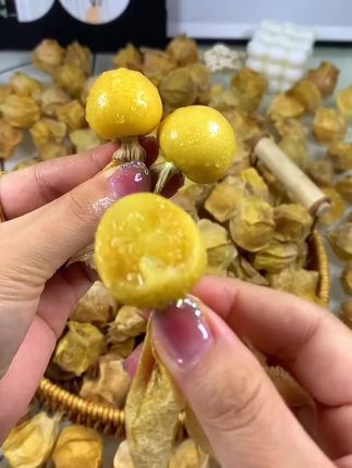 一年只吃一次的东北黑龙江姑娘果来咯!#美食 #水果 #姑娘果 #新鲜采摘 #超好吃