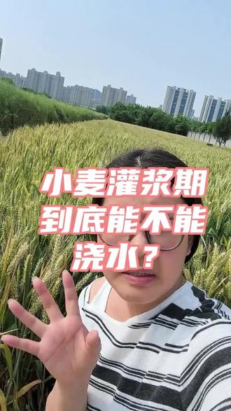 小麦到底要不要浇灌浆水?#种植小麦的注意了 #今年小麦田 #小麦