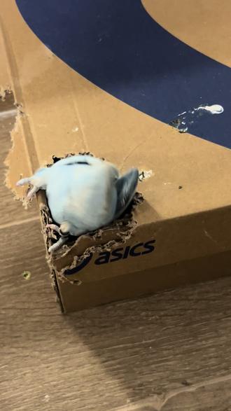 鞋盒也可以成为小鸟乐园
#牡丹鹦鹉 #小鸡 #鹦鹉日常