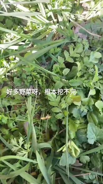 #野生荠菜 #大自然的馈赠
快来府河挖荠菜,都长成堆了。