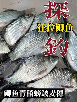 狂拉鲫鱼#户外钓鱼