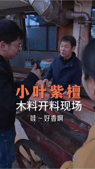 小叶紫檀开料现场,是一场集技艺、风险与自然之美的视觉盛宴。其过程不仅考验匠人经验,更承载着“一刀穷,一刀富”的赌性魅力。