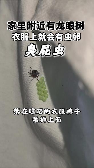 只要楼下有龙眼树,臭屁虫就会准时找上门,阳台就是重灾区。大量臭屁虫从果树飞来,落在晾晒的衣服、裤子、被褥上面,随意爬行、疯狂产卵。虫卵藏在衣服褶皱里,肉眼难以分辨,收纳进衣柜后还会持续繁殖,扩散到全屋。臭屁虫的刺鼻异味,一旦沾染衣物,经久不散,十分恶心。这款臭屁虫杀虫剂无色无味居家防虫神器,适配阳台各种场景,阻挡龙眼树臭屁虫入侵,防止落衣产卵,给家人干净无虫的居住环境。#臭屁虫#臭屁虫杀虫剂 #臭屁虫产卵 #臭屁虫的味道 #臭屁虫泛滥