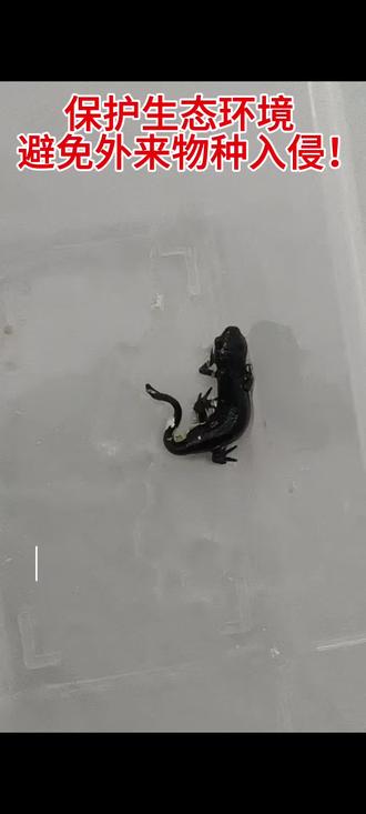 保护生态环境,拒绝饲养外来物种!