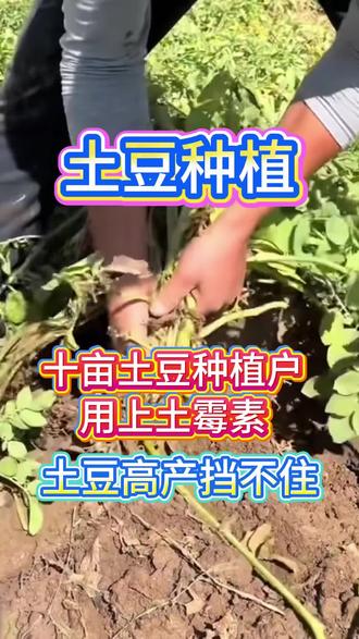 十亩土豆用上土霉素 土豆高产挡不住#土豆种植#土豆种植技术#土豆施肥#土豆#三农