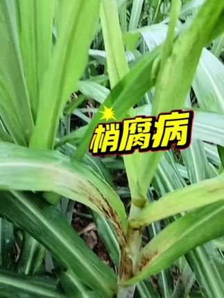 梢腐病#农业种植