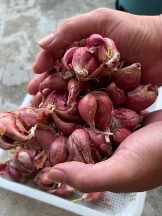 红葱头 #小香葱 #葱 #蔬菜 #乡村生活