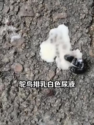 #【华鸵云社】鸵甚康混合型畜牧添加剂液态牛磺酸鸵鸟养殖精品饲料#好物推荐#好物分享