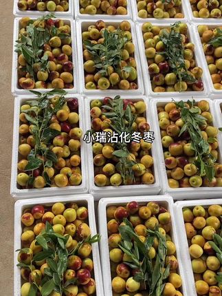 想吃冬枣来我家