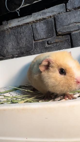 毛绒绒的美泰荷兰猪宝宝同城出售😊