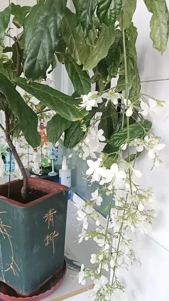 莫名其妙的取消一些民俗活动不是蠢,就是坏!