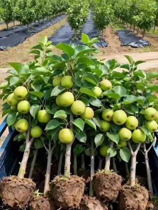 库尔勒香梨树苗#库尔勒香梨树苗 #果树苗 #梨树苗 #优质种苗