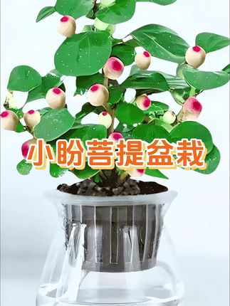 一花一世界,一叶一菩提。家里有茶桌或书桌的可以摆上一盆小盼菩提盆栽,叶片小巧圆润,一个叶片两个颜色,上面还挂着可爱的小果,充满艺术感,禅意感十足,耐旱好养。#小盼菩提 #爱生活爱养花 #花卉绿植#室内盆栽#一花一草一世界