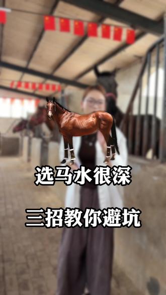 记住这三点 选马能帮你避开99%的坑 让你少花冤枉钱#骑乘大马#源头养马场#野骑#半血马#改良马