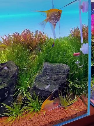 #一花一草都是风景 #水草造景 #水草缸 #造景鱼缸 #水族