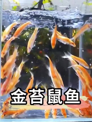 想给鱼缸找位省心的清洁工?金苔鼠,它就像鱼缸里的“除藻小能手”,专啃难缠的藻类,还会清理残留的食物碎屑,把鱼缸打理得干干净净。而且这家伙皮实得很,不挑水质不挑环境,不管是小型生态缸还是大型观赏缸,都能适应,新手也能放心养。#鱼缸造景 #鱼缸清洁 #金苔鼠鱼 #鱼缸里的大自然 #养鱼日记