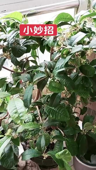 #爱心传递@抖音小助手