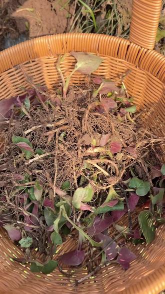 很嫩的猪鼻孔.#荣昌西西妹 #野菜 #折耳根