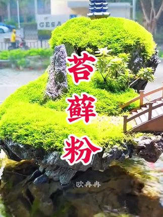 #苔藓微景观 #苔藓 #苔藓种植 #植物造景微景观 #苔藓粉