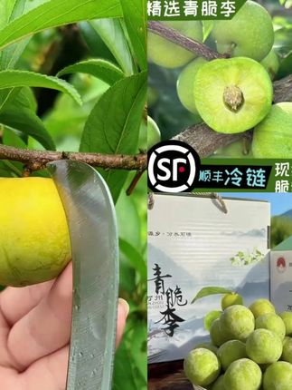 万州分水高山青脆李脱骨李脆李新鲜采摘产地发货#好物推荐🔥 #爆款热卖中 #厂家直发