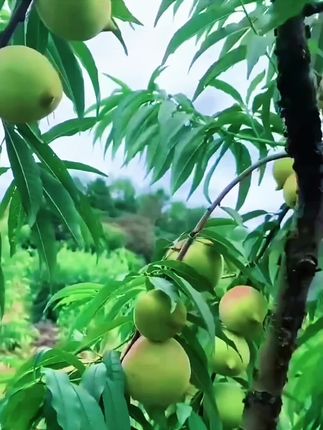 当季新鲜水果正宗鹰嘴桃脆甜爽口爆汁脆 桃孕妇水果桃子#脆甜多汁 #口感好 #新鲜采摘