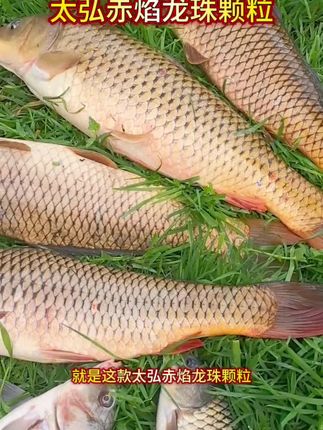 就在刚刚太弘推出一款高温季节钓大鲤鱼大草鱼大青鱼的饵料#太弘赤焰龙珠颗粒 #钓大青鱼 #钓大鲤鱼 #钓大草鱼 #钓大鱼饵料