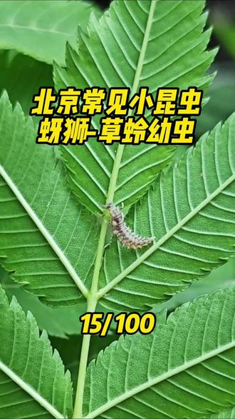 发现一只吃蚜虫的小蚜狮#自然观察#昆虫