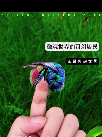 哪些昆虫有毒#科普#昆虫#知识