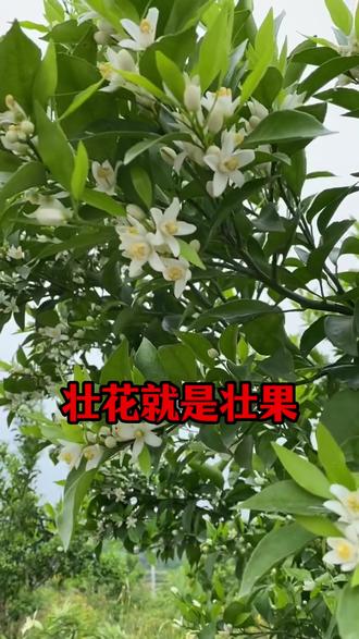 快递10号就停运,还有最后两天,过年正是打药的关键时刻,所以有需要抓紧购买,错过就要等年后了#花芽分化 #果树种植#柑橘种植#柑橘管理#柑橘种植技术