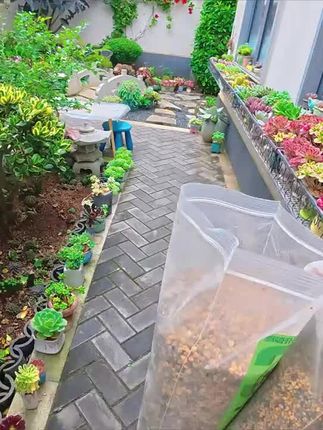 #多肉颗粒土#多肉养护#多肉植物#新手养多肉