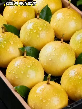 钦蜜九号百香果!#黄金百香果 #强烈推荐 #钦蜜九号百香果 #应季水果 #网红饮品