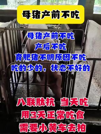 #母猪不吃食怎么办 #母猪产后不吃食 #猪不吃料怎么办 #所有养猪人