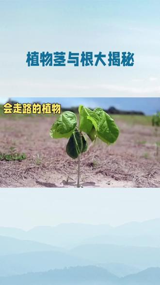 ✨ 作品描述:
"3招分清植物茎和根!从节与芽、位置形态到功能结构,破解地下伪装者。搭配趣味口诀+实验挑战,让孩子秒懂生物奥秘。#科学启蒙 #亲子互动"
🔥 评论区互动:
“猜一猜:以下哪个是茎?哪个是根?
A. 洋葱 B. 萝卜 C. 竹笋
留言你的答案和理由,答对者抽取3人送植物小达人称号!
⚠️ 免责声明:
内容参考小学科学课程标准,实验需在成人指导下操作。植物分类以实际观察为准,版权归原教材所有。
署名:定隐释然
日期:2026年3月4日