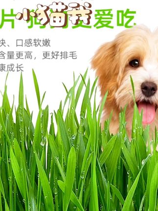 #dou上热门能喂猫草就别喂化毛膏。种猫草其实很简单,像泡方便面一样,就这样一边倒满水,等待三十秒,然后另一边倒出多余的水。放在通风的地方,耐心等待几天就种好了,猫咪闲着没事咬上几口,温和排毛化毛,还可以拌在罐头或猫粮里,适口性也不错,多桶更划算呀!