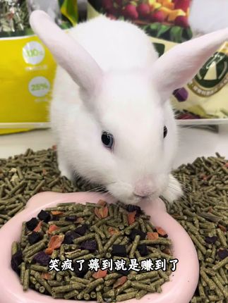 家养兔子不能只吃草,科学搭配才能更健康哦#无限回购的宝藏单品 #兔子 #兔粮 #布卡星 #新手养兔