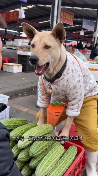 #AI苦瓜摊趣事 #随变ai随便玩 #田园犬