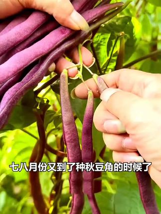 #八月忙冻死鬼豆角种子 #在家种菜 #自己种的纯天然的绿色蔬菜 #一份耕耘一份收获