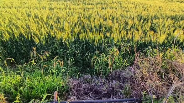 记住,感动换不来真心,风吹哪页读哪页,哪页读不懂就撕哪页。#治愈系风景#乡村田园#情感共鸣
