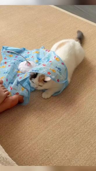 猫咪对于捕猎游戏真的是毫无抵抗力! #逗猫神器 #猫玩具 #养猫人 #萌宠 #新手养猫