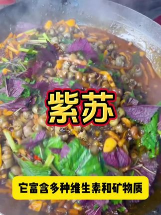 这种蔬菜您吃过吗?去腥增香,好吃又好种#紫苏 #三农 #紫苏种子 #紫苏叶子 #紫苏种植