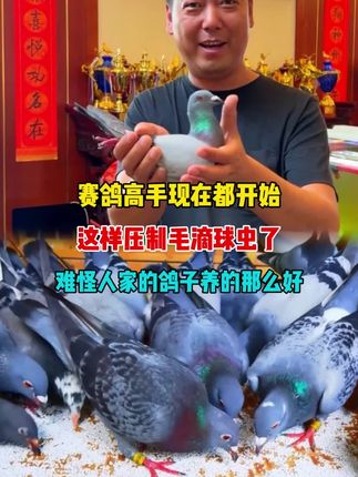 #养鸽人 #鸽子 #职业赛鸽