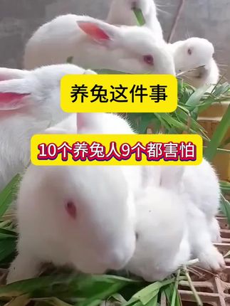 养兔这件事,10养兔人9个都害怕#养兔三分靠管理七分靠技术 #养兔 #种兔养殖 #肉兔养殖 #小兔子