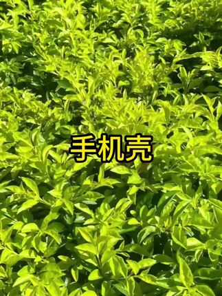 #手机壳 #手机壳推荐 #好物推荐