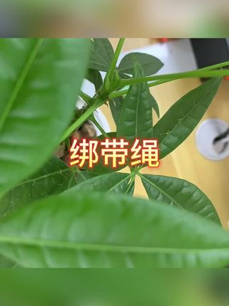 #弹力绳 #固定绳 #捆扎绳