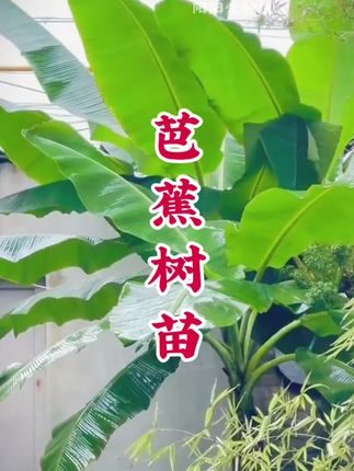 #芭蕉树苗 庭院种两棵芭蕉足不出户欣赏雨打芭蕉的美景 #庭院景观树 #芭蕉树