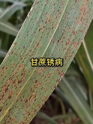防的时候,最好加点叶面肥一起#甘蔗种植 #甘蔗施肥方法 #三农 #农业种植 #增产增收才是硬道理