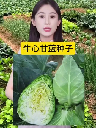 #牛心甘蓝#甘蓝种植 #蔬菜种子 #在家种菜 #优质农产品
