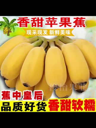 应季新鲜水果西贡粉蕉香蕉,从图片中可以看到,苹果蕉外观饱满,色泽鲜亮,没有明显的黑斑或损伤,说明果实品质好。