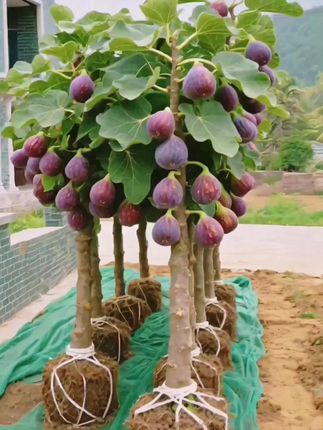 新品种波姬红无花果树苗#果树种植 #优质水果 #无花果 #上热门🔥 #上热门🔥