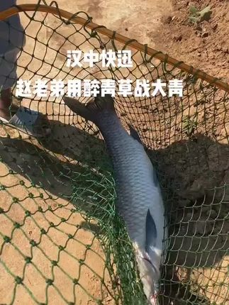 汉中回复#钓鱼人 #鱼获满满 #饵料窝料 #钓鱼知识